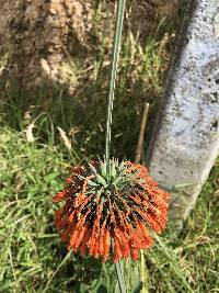 Leonotis nepetifolia image