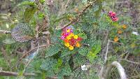 Lantana camara image