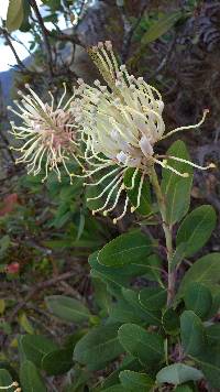 Oreocallis grandiflora image