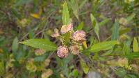 Dodonaea viscosa image