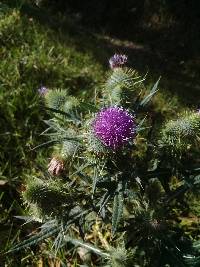 Cirsium vulgare image