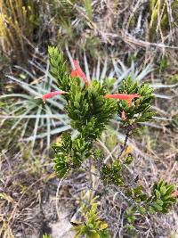 Clinopodium taxifolium image