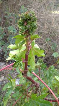 Ricinus communis image