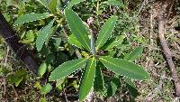 Euphorbia laurifolia image