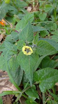 Physalis peruviana image