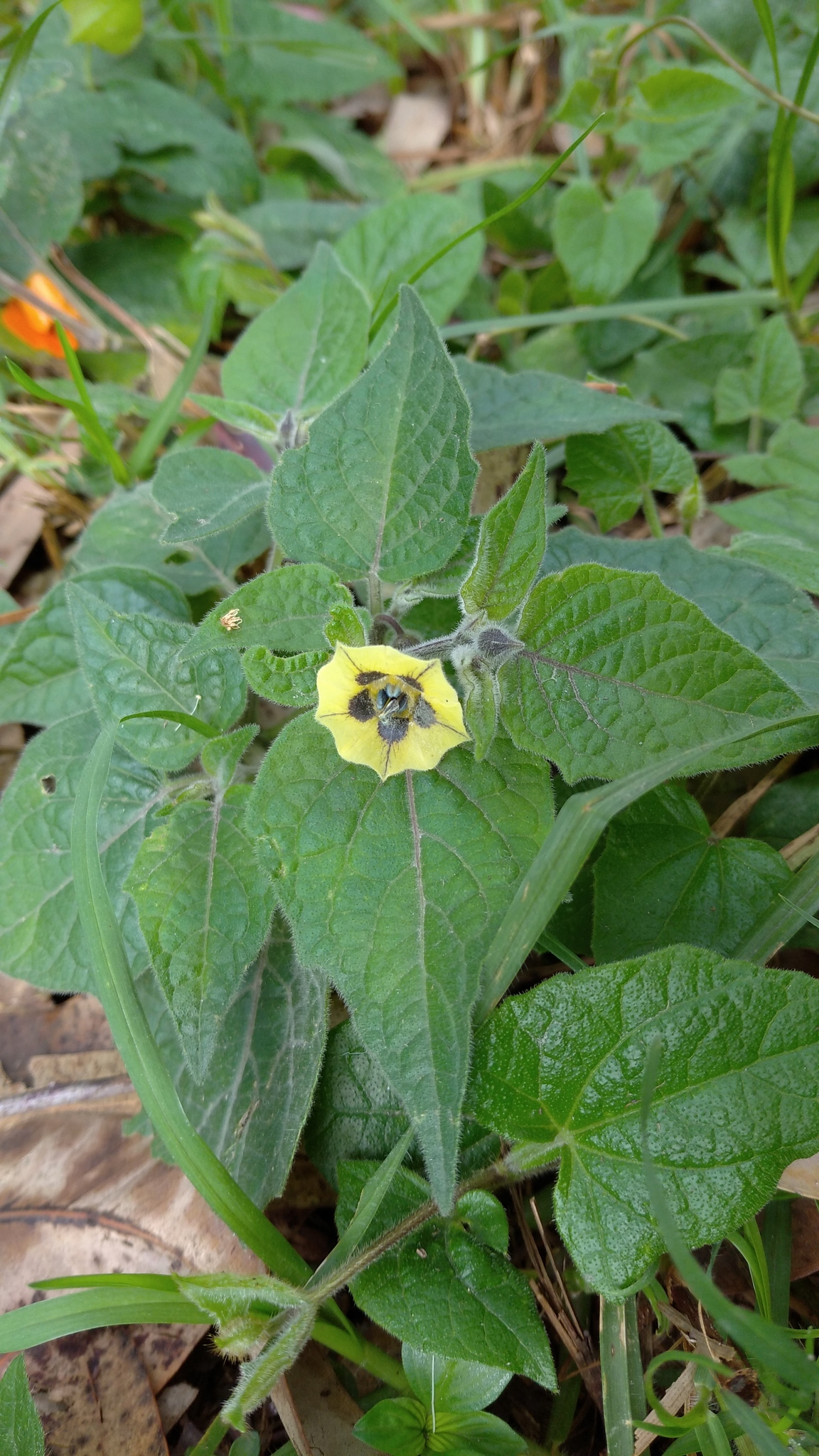 Physalis image