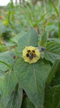 Physalis peruviana image