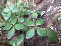 Peperomia tetraphylla image