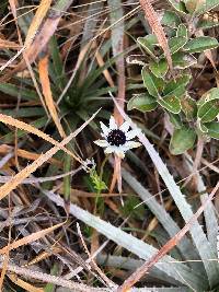 Eryngium humile image