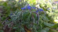 Borago officinalis image