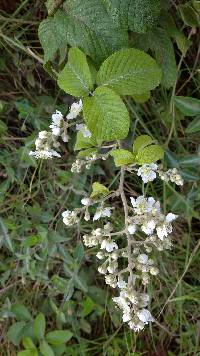 Image of Rubus boliviensis