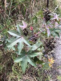 Ricinus communis image