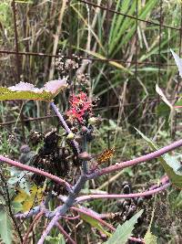 Ricinus communis image