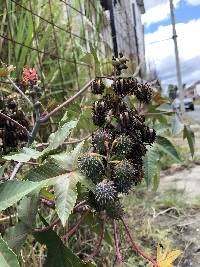 Ricinus communis image