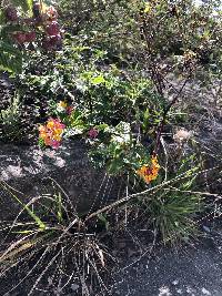 Lantana camara image