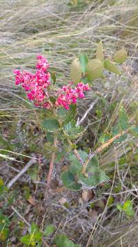 Gaultheria erecta image