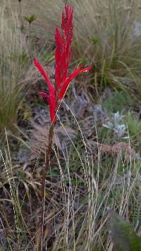 Pitcairnia pungens image