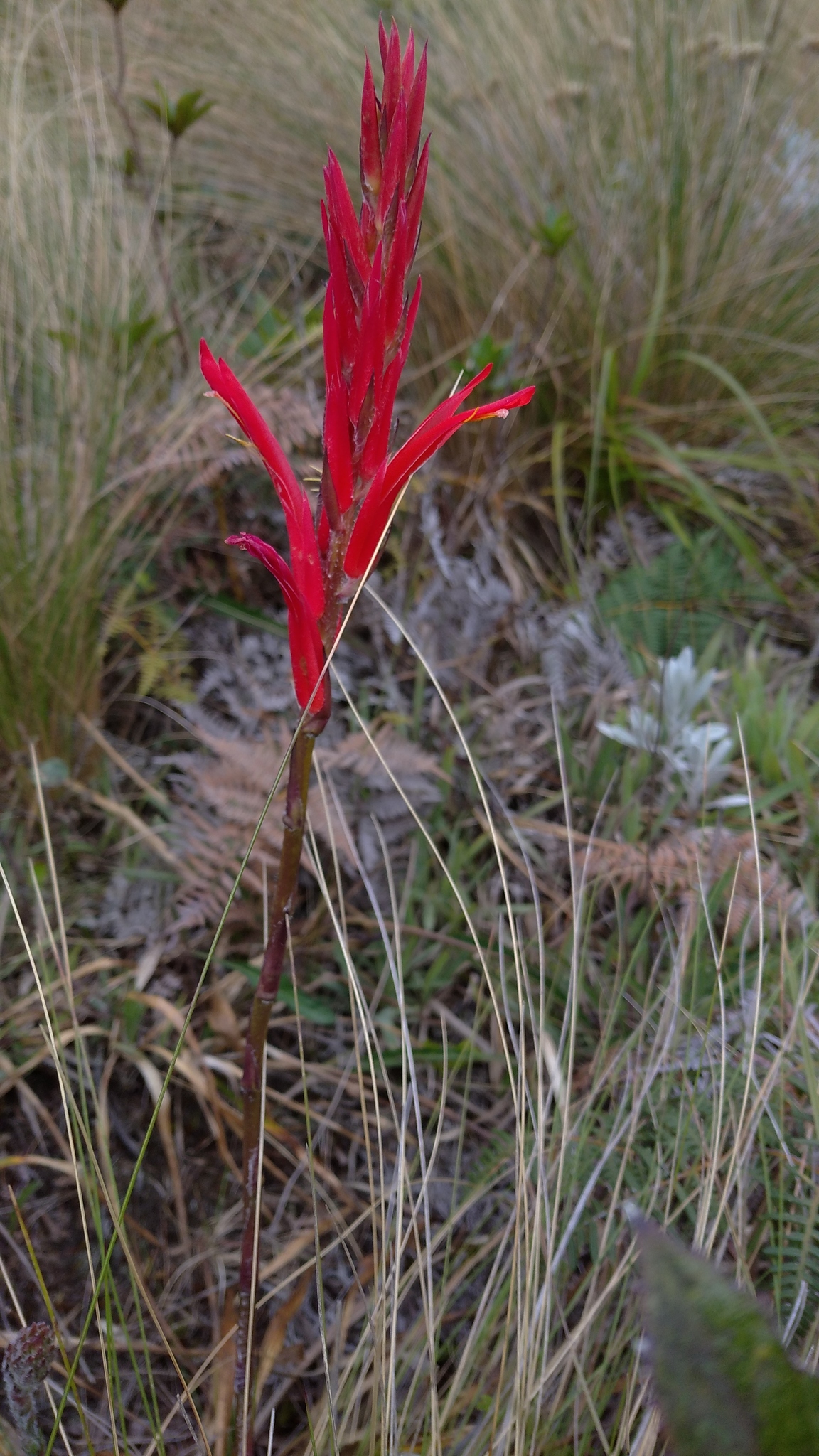 Bromeliaceae image