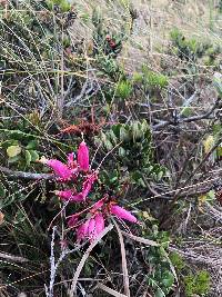 Bejaria resinosa image