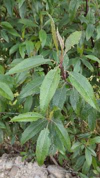 Baccharis latifolia image