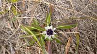 Eryngium humile image