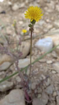 Sonchus oleraceus image