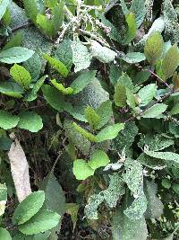 Cobaea scandens image