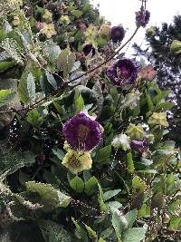 Cobaea scandens image