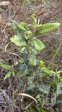 Morella pubescens image