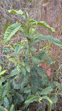 Image of Morella pubescens