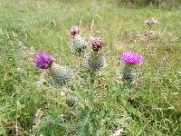 Cirsium vulgare image