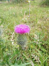 Cirsium vulgare image