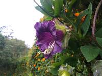 Cobaea scandens image