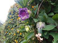 Cobaea scandens image