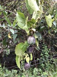 Passiflora ligularis image