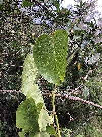 Passiflora ligularis image