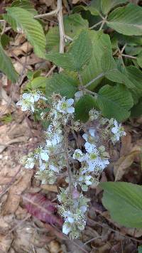 Image of Rubus floribundus