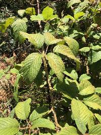 Rubus floribundus image