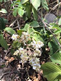 Rubus floribundus image