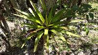 Tillandsia secunda image