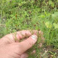 Schkuhria pinnata image