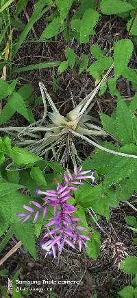 Tillandsia straminea image