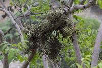 Tillandsia espinosae image