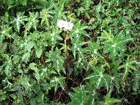 Begonia acerifolia image