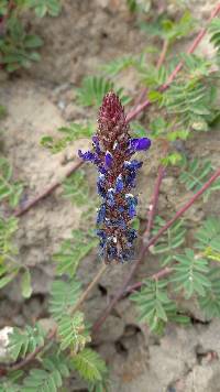 Dalea coerulea image