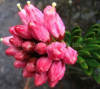 Bejaria resinosa image