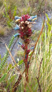 Puya eryngioides image