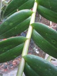 Epidendrum secundum image