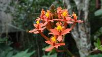 Epidendrum secundum image