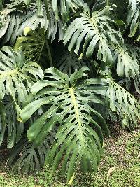 Monstera deliciosa image